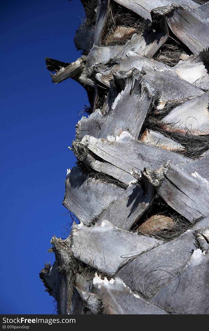 The bark of a palm tree in detail - portrait format (003). The bark of a palm tree in detail - portrait format (003)