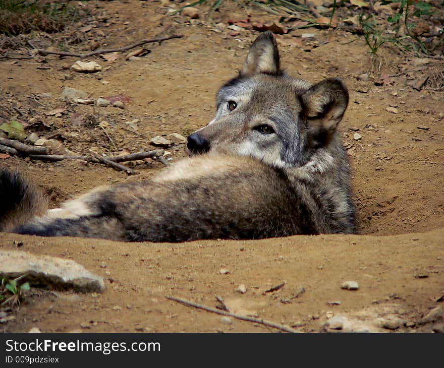 Wolf lying, looking over shoulder at camera. Wolf lying, looking over shoulder at camera