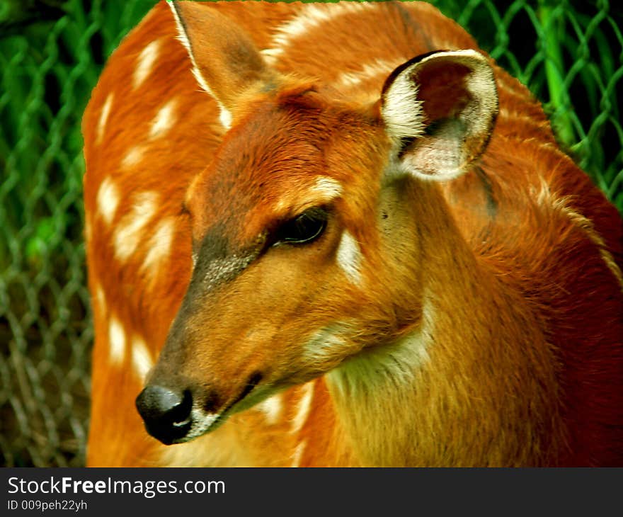 Close up of spotted deer. Close up of spotted deer