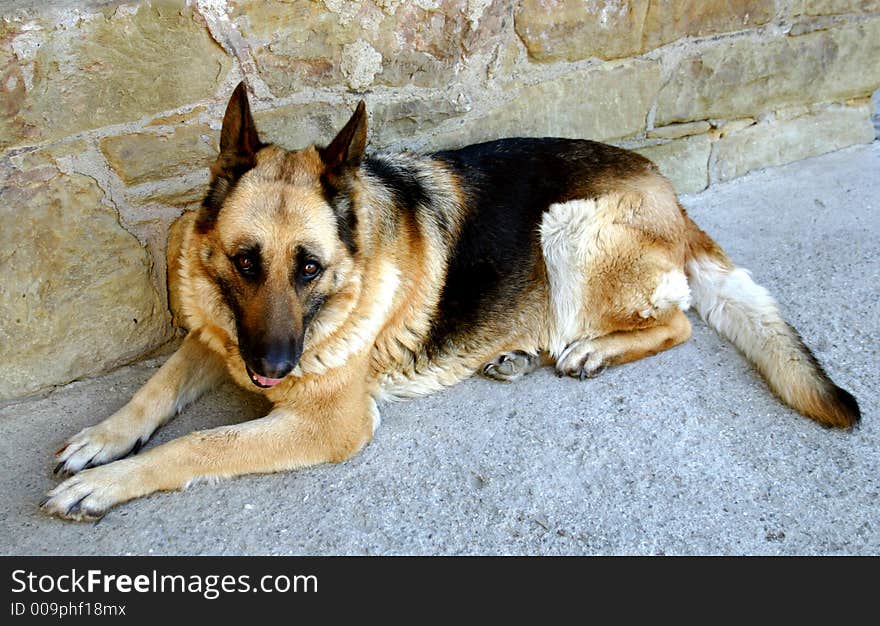 police dog,dog,animal,pet,look, wolf-dog,