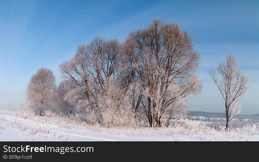 Frosty Day.