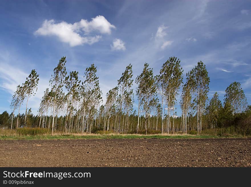 Trees in the wind (field, wood)