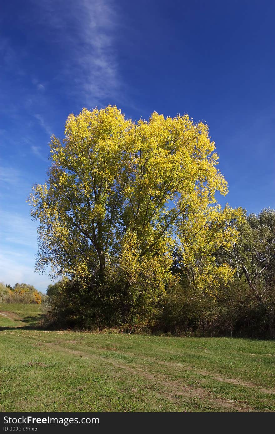 Landscape in autumn (tree, grass, sky). Landscape in autumn (tree, grass, sky)