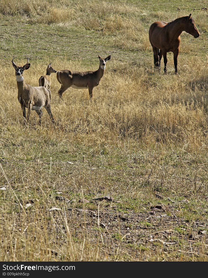 This image of the horse, buck, doe and yearling whitetail was taken in western MT. This image of the horse, buck, doe and yearling whitetail was taken in western MT.