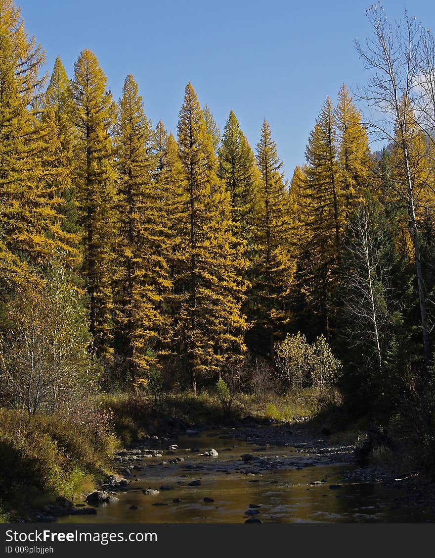 Golden Tamaracks And Stream