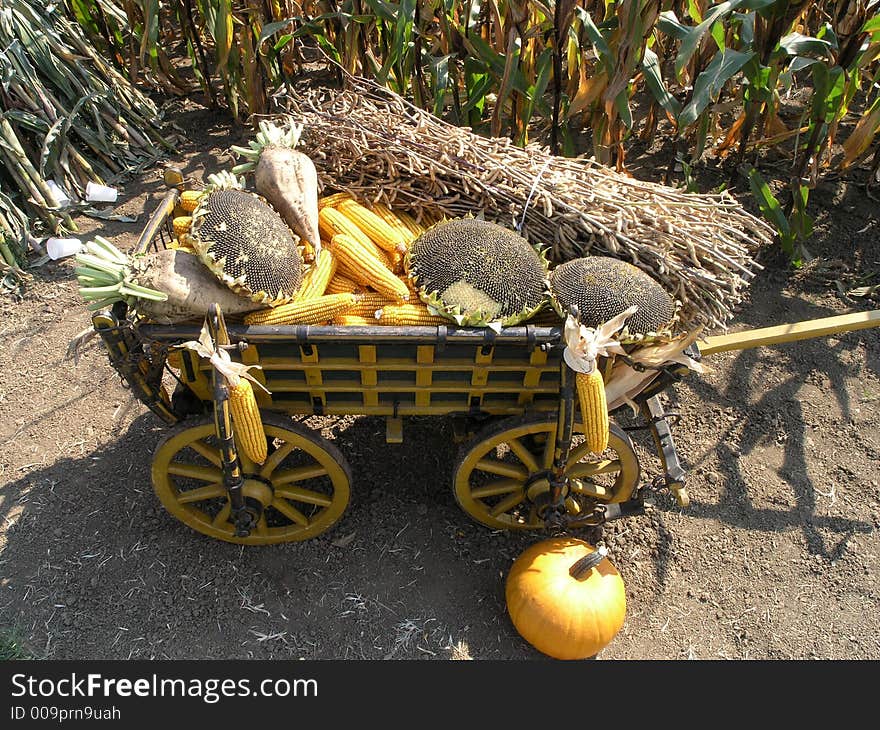 Maize, sun flowers and pumpkins in the old cab. Maize, sun flowers and pumpkins in the old cab