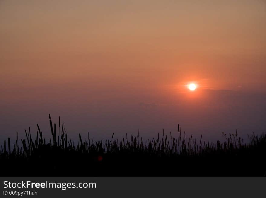 Grass Grains against the Sunset