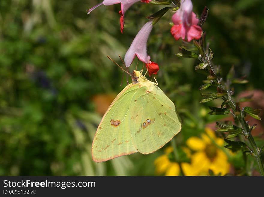 Butterfly found on flower in an outdoor garden