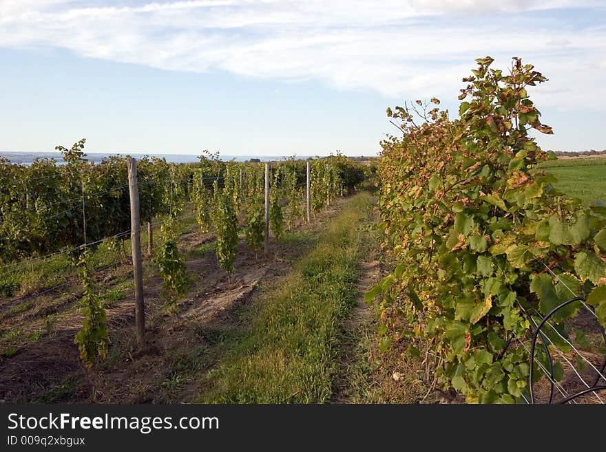 Vineyard on Seneca Lake, New York. Vineyard on Seneca Lake, New York