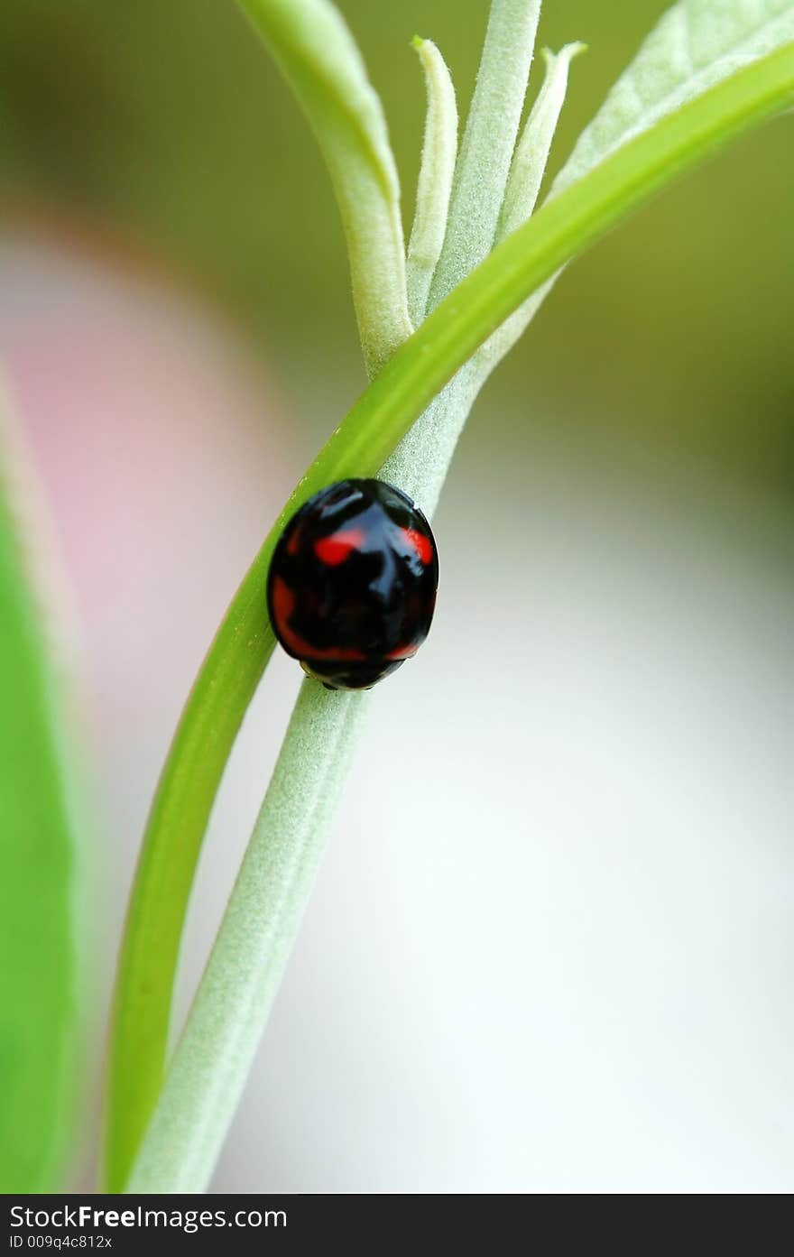 Ladybird resting on stem