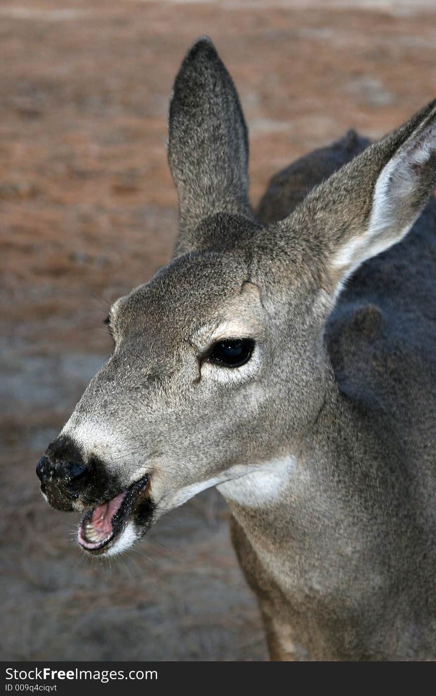 Young mule deer with mouth open. Young mule deer with mouth open