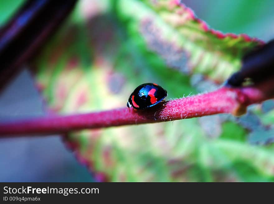 A ladybug walking along a stem of plant. A ladybug walking along a stem of plant