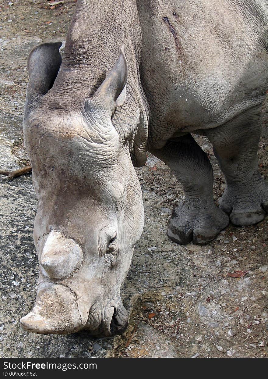 Male Rhino headshot detail - taken on zoo