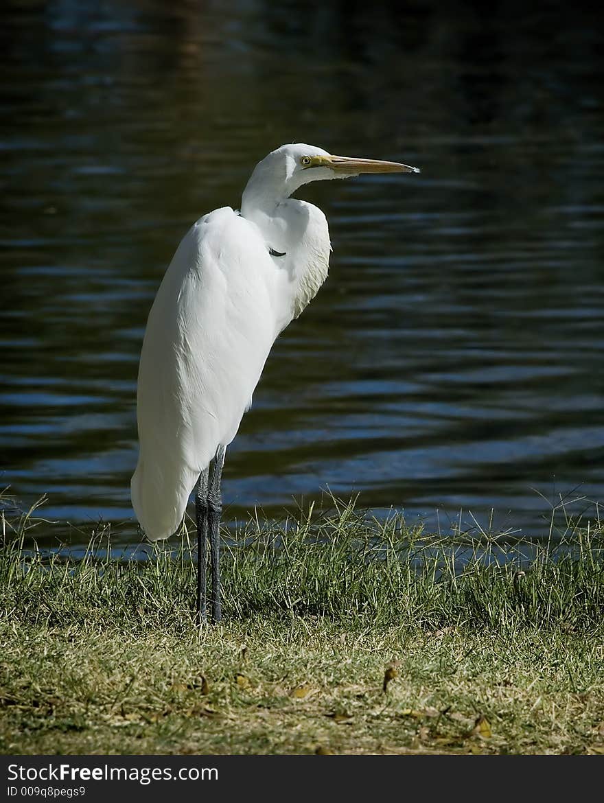 Great Egret