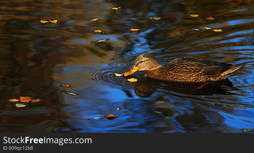 Wild Swiming Duck