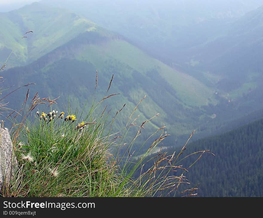 Flowers on a slope in the mountains. Flowers on a slope in the mountains