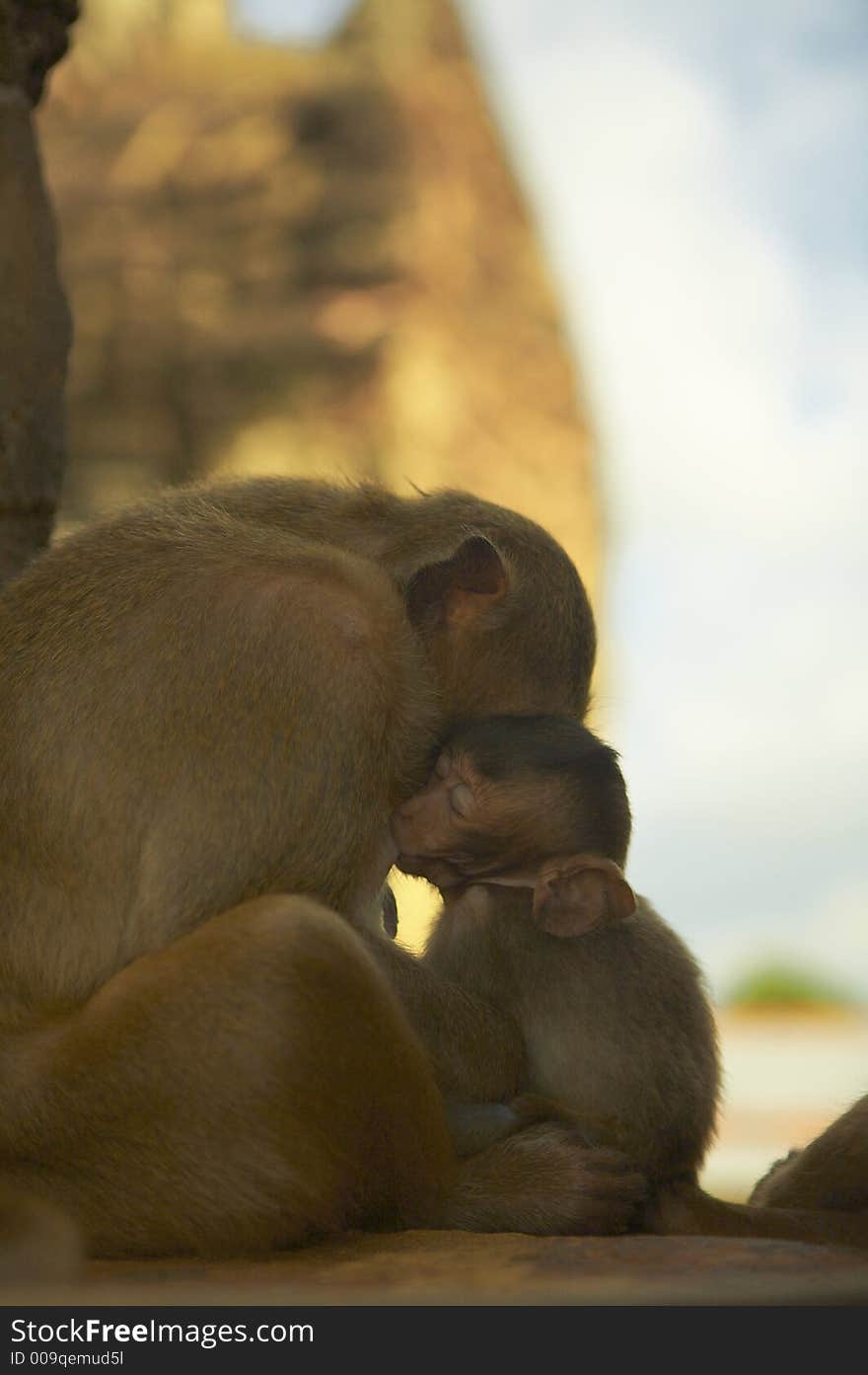 Monkey living in kala wat shrine in lopburi  town, Thailand. Monkey living in kala wat shrine in lopburi  town, Thailand