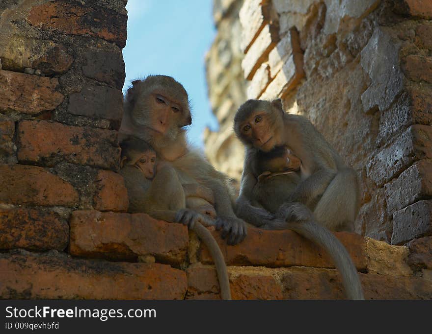 Monkey living in kala wat shrine in lopburi town, Thailand. Monkey living in kala wat shrine in lopburi town, Thailand