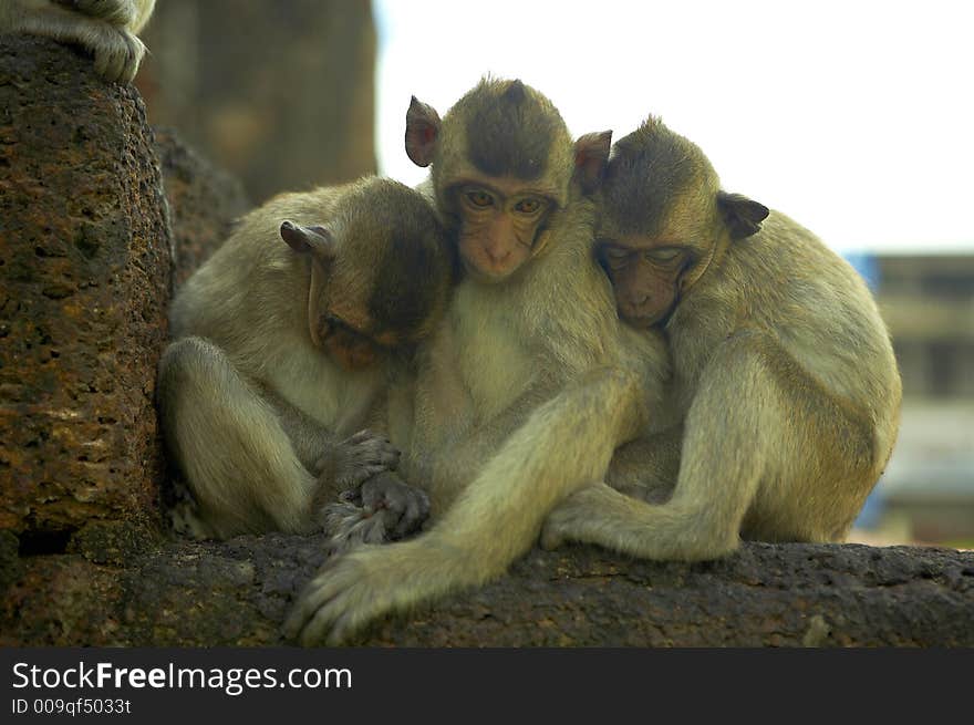 monkey living in kala wat shrine in lopburi  town, Thailand. monkey living in kala wat shrine in lopburi  town, Thailand