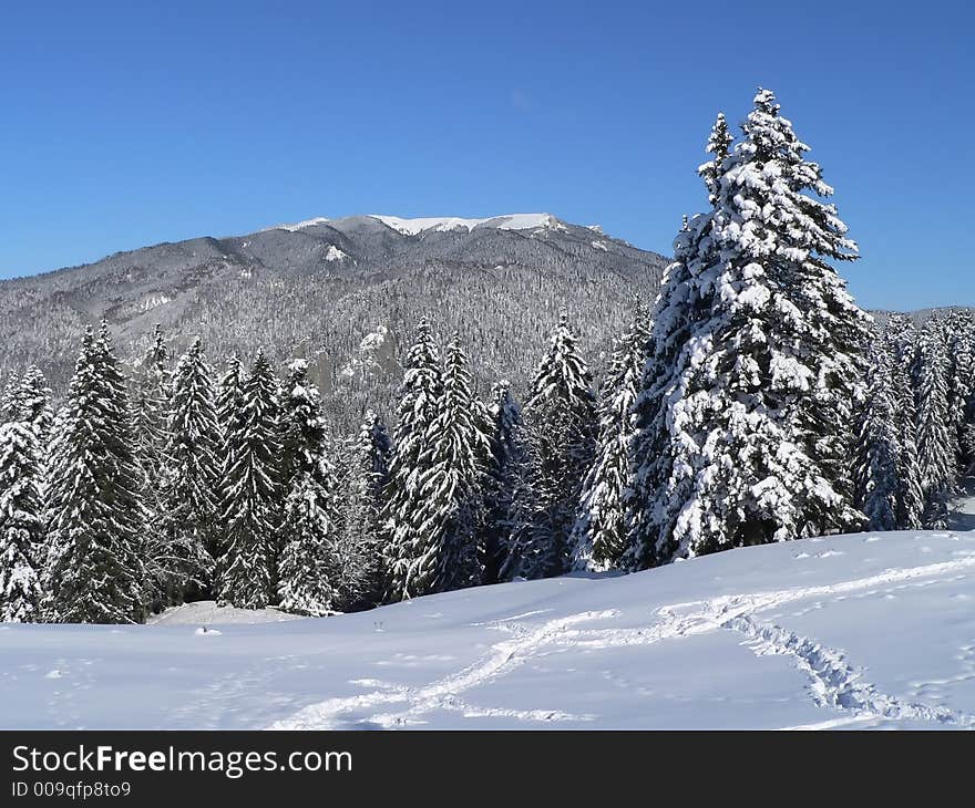 Winter landscape