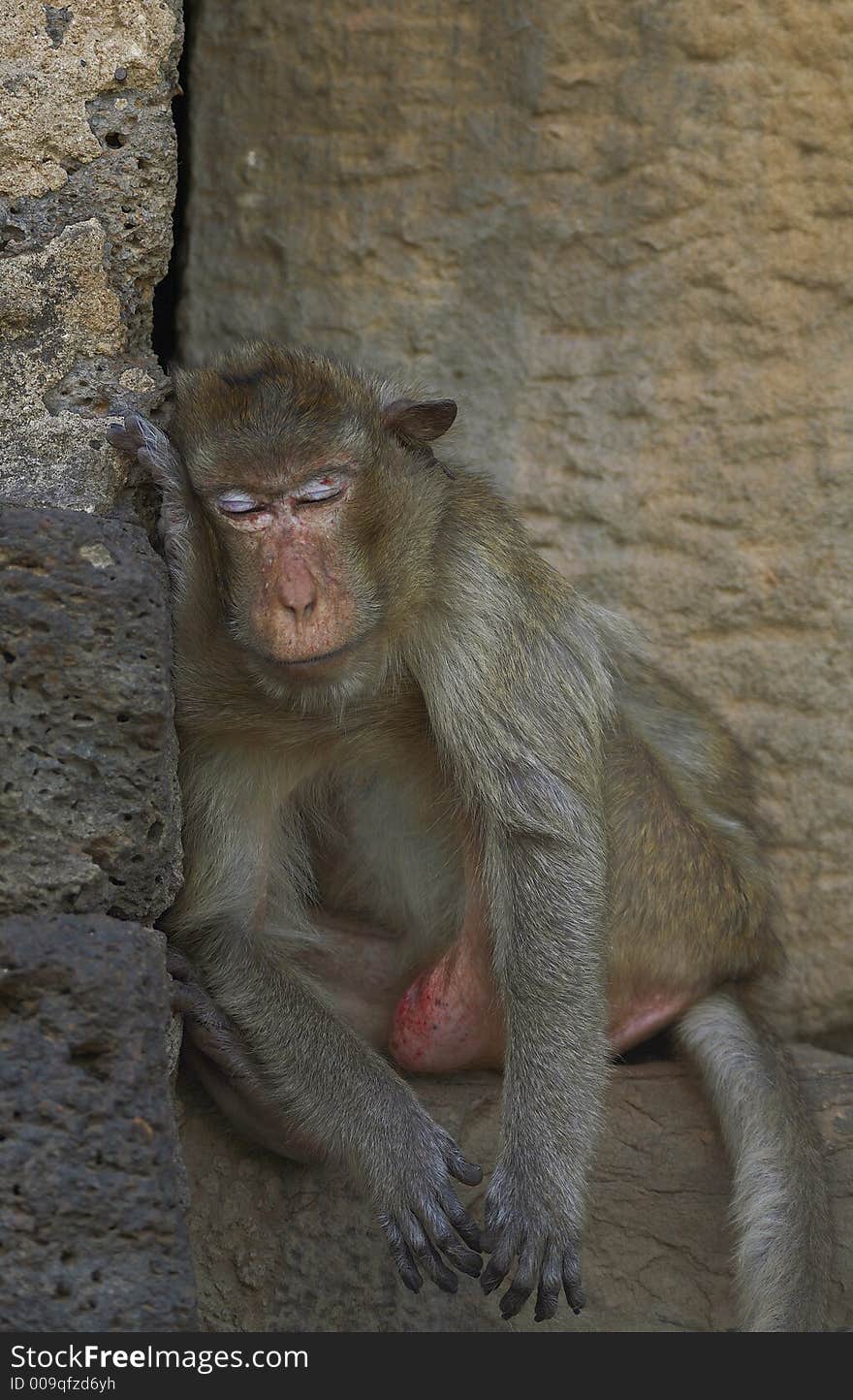 Monkey living in kala wat shrine in lopburi town, Thailand. Monkey living in kala wat shrine in lopburi town, Thailand