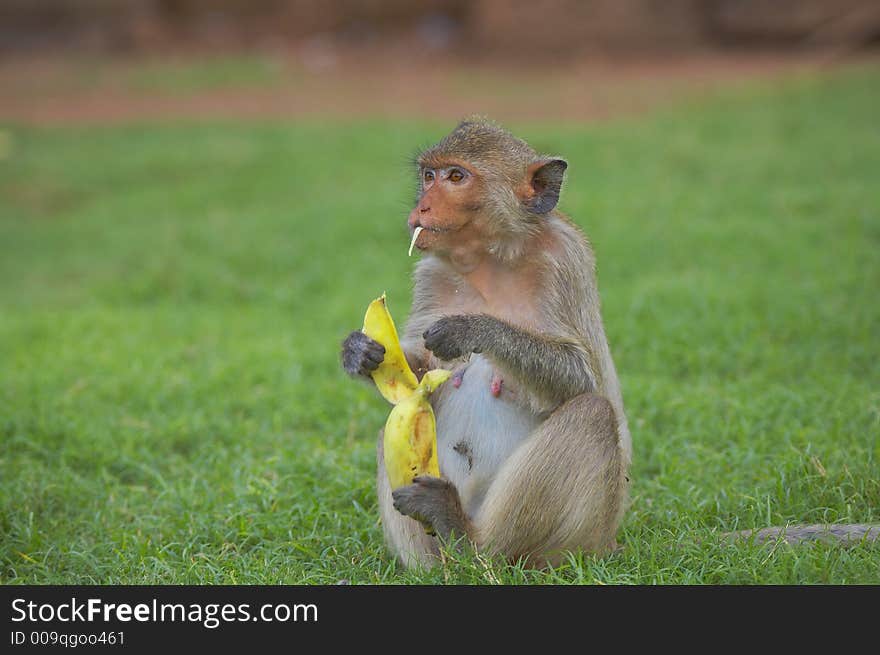 monkey living in kala wat shrine in lopburi  town, Thailand. monkey living in kala wat shrine in lopburi  town, Thailand