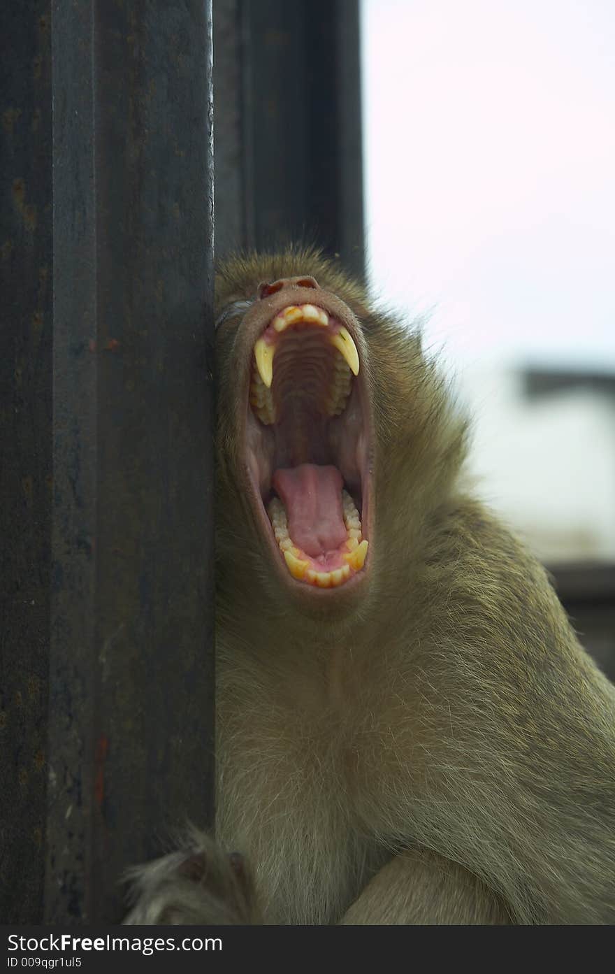 monkey living in kala wat shrine in lopburi  town, Thailand. monkey living in kala wat shrine in lopburi  town, Thailand