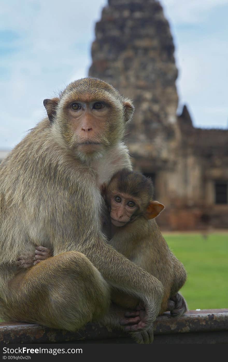 monkey living in kala wat shrine in lopburi town, Thailand. monkey living in kala wat shrine in lopburi town, Thailand