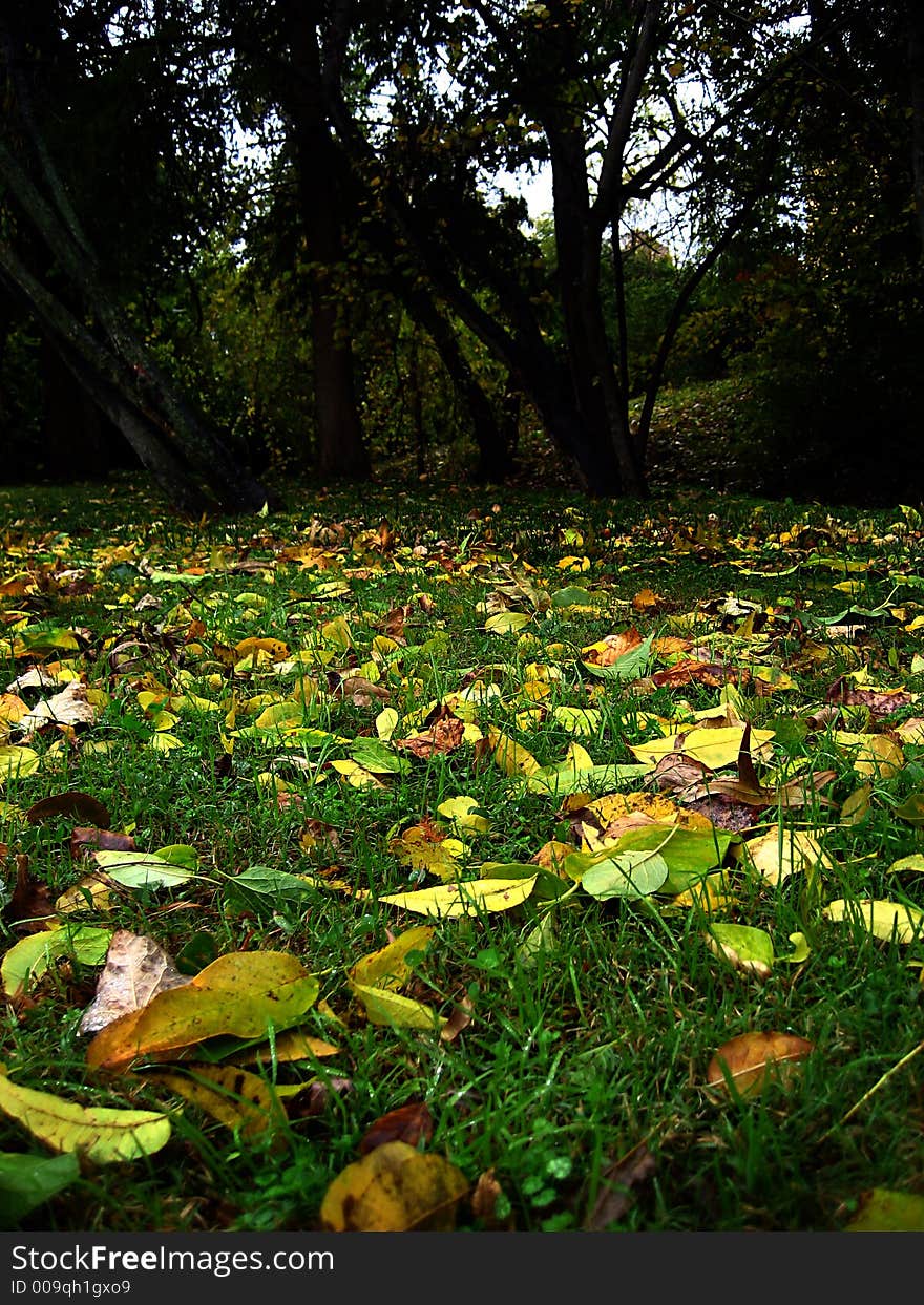 Leaves in the field