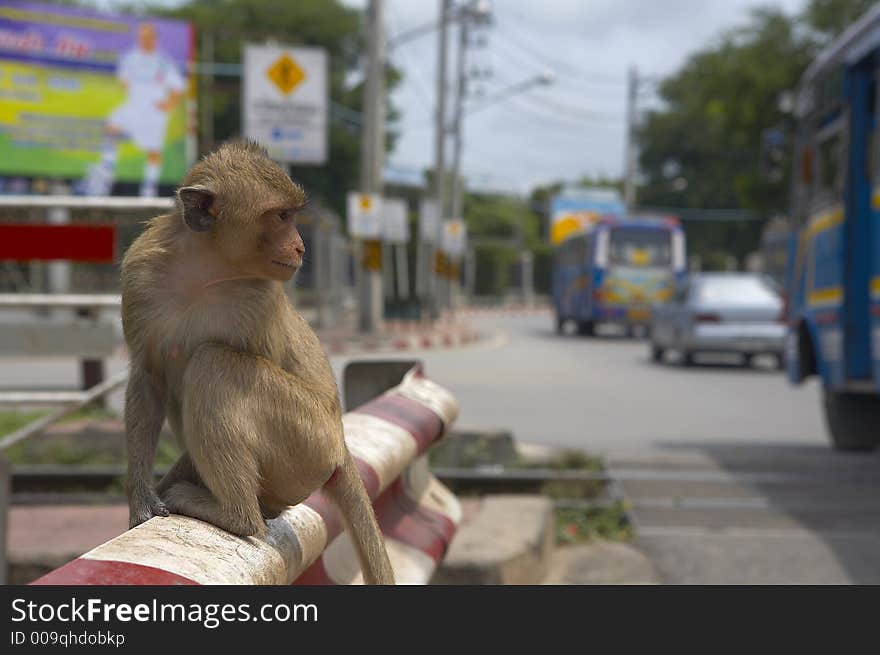 monkey living in kala wat shrine in lopburi  town, Thailand. monkey living in kala wat shrine in lopburi  town, Thailand