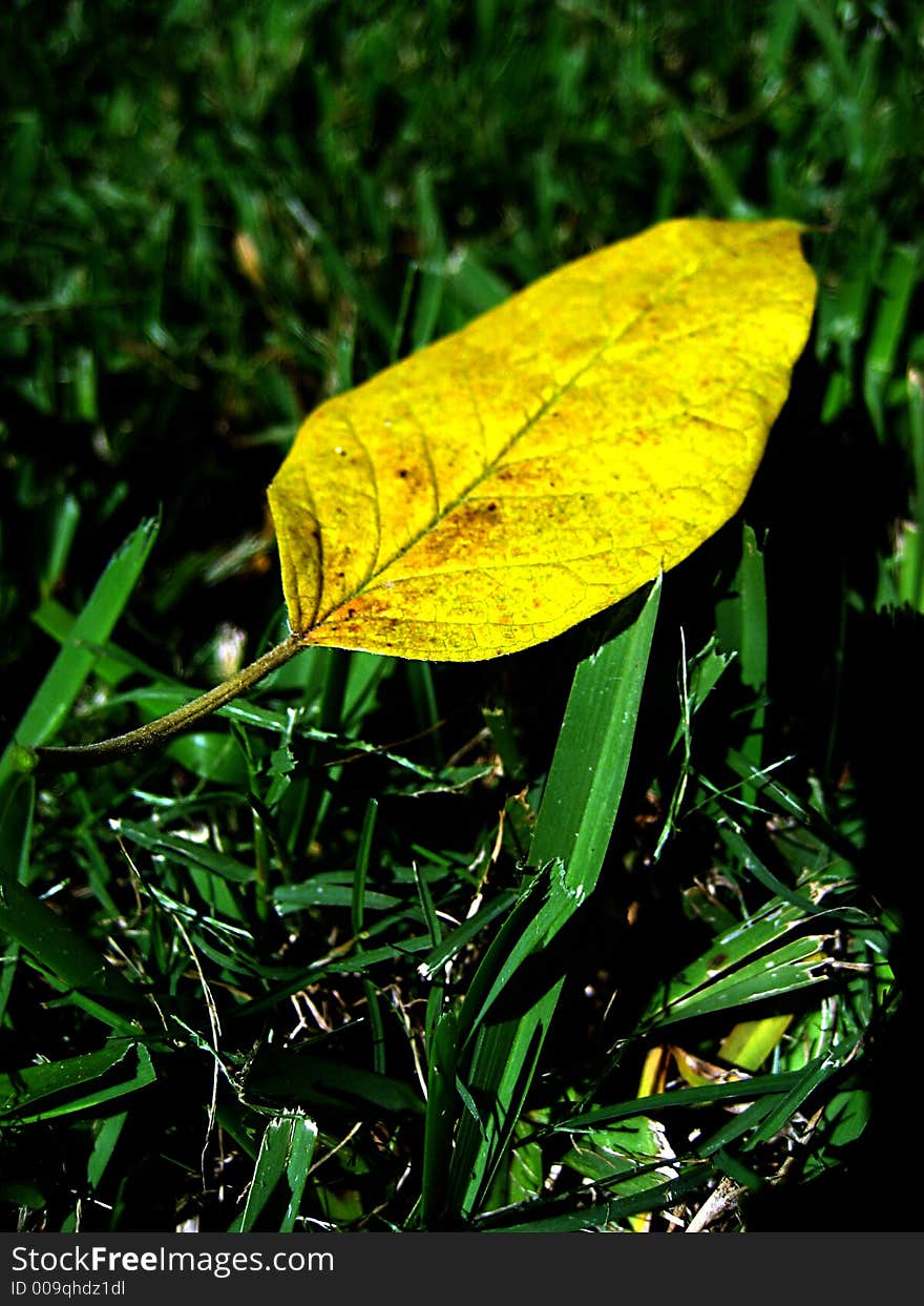 A single leaf in a field on early autumn. A single leaf in a field on early autumn