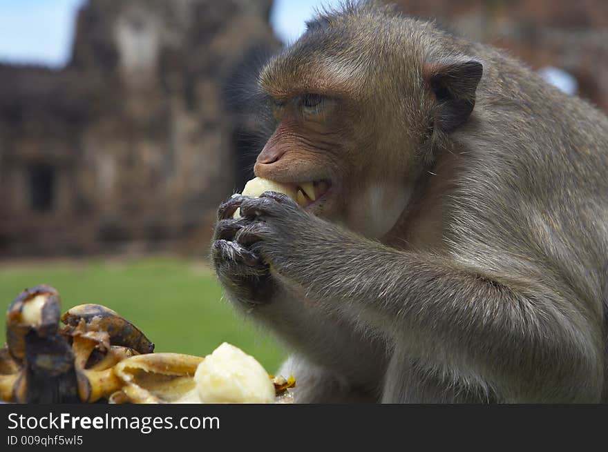 monkey living in kala wat shrine in lopburi  town, Thailand. monkey living in kala wat shrine in lopburi  town, Thailand