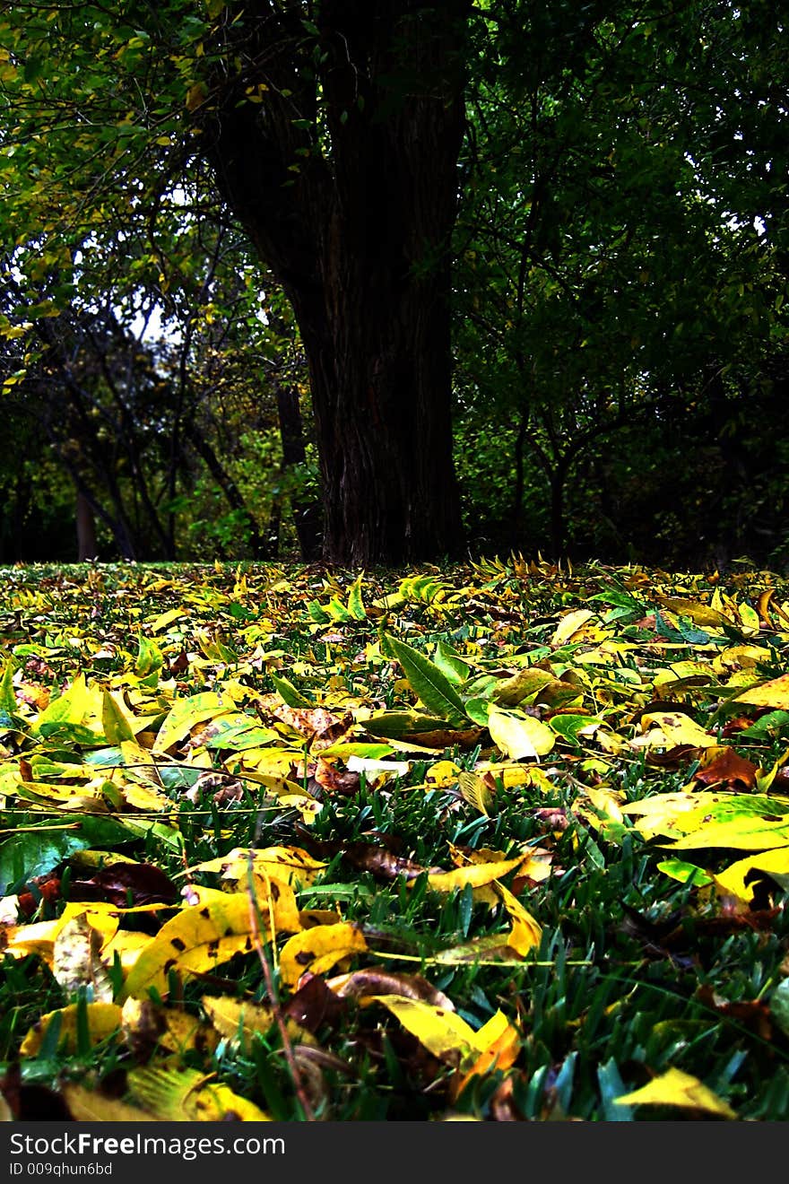 Leaves falling off a tree in a field. Leaves falling off a tree in a field