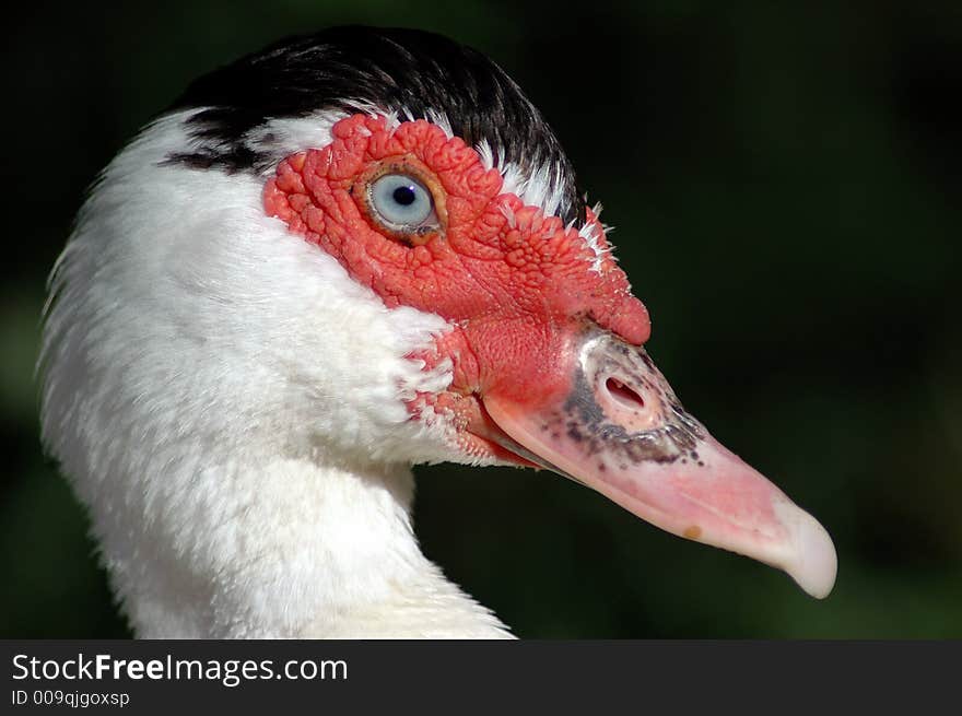 Muscovy Duck