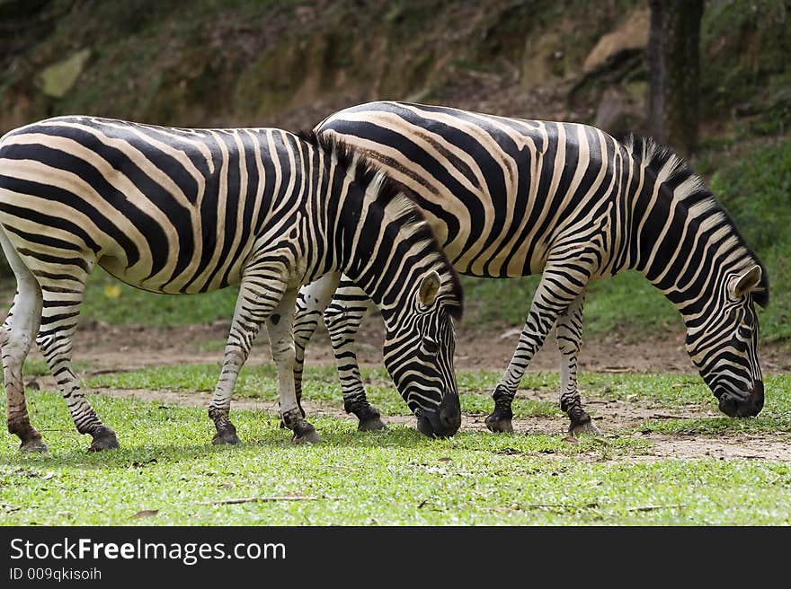 A couple of zebra eating grass in the zoo.