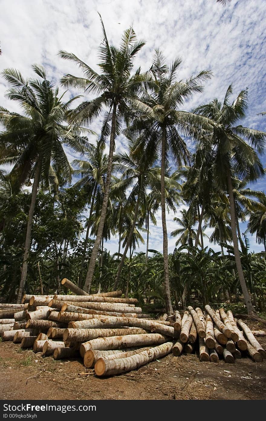 A bunch of felled coconut trees laying on the floor.