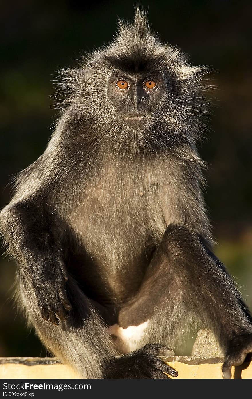 An unknown species of monkey staring to the camera.