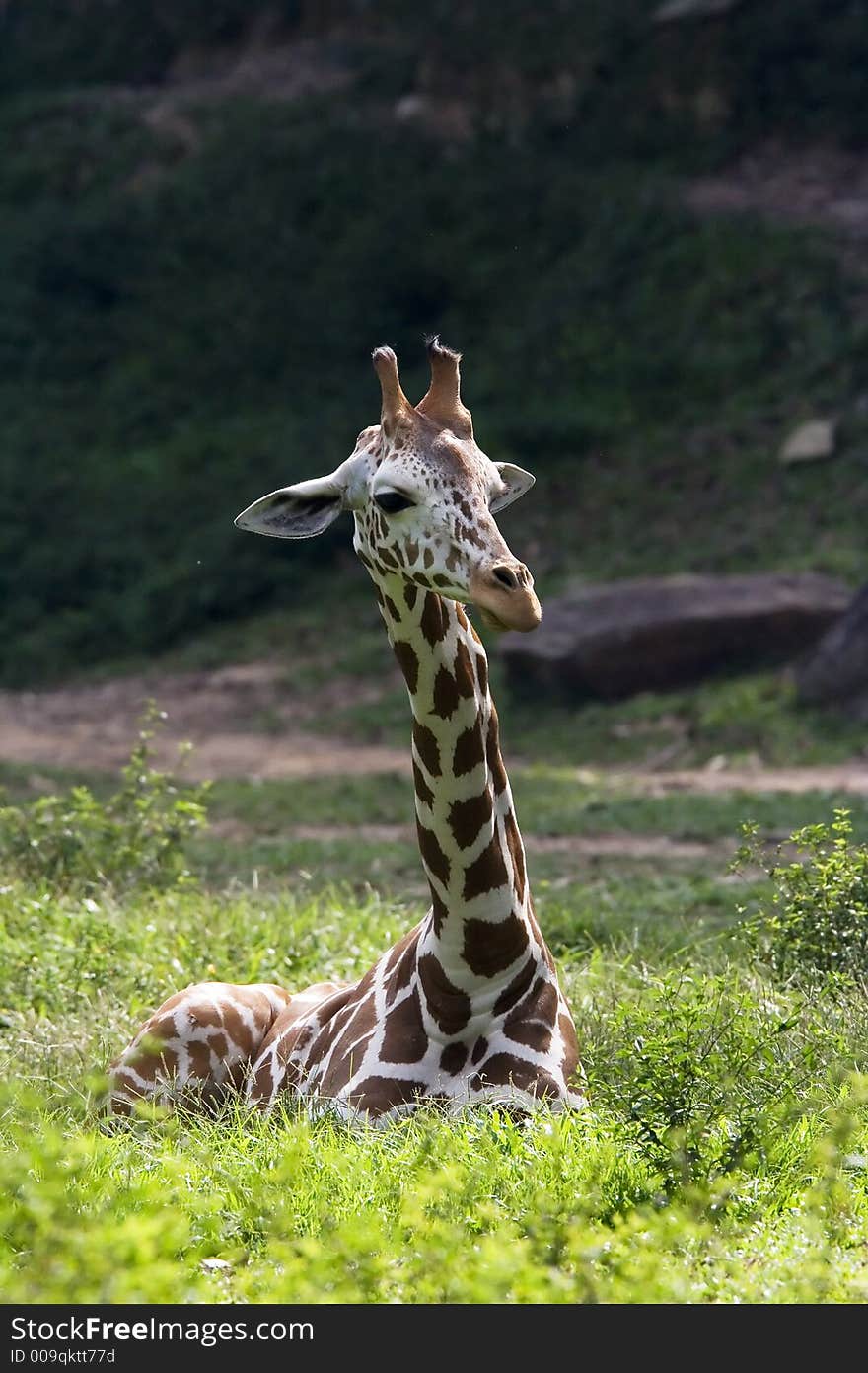 A giraffe sitting on the ground in the zoo.