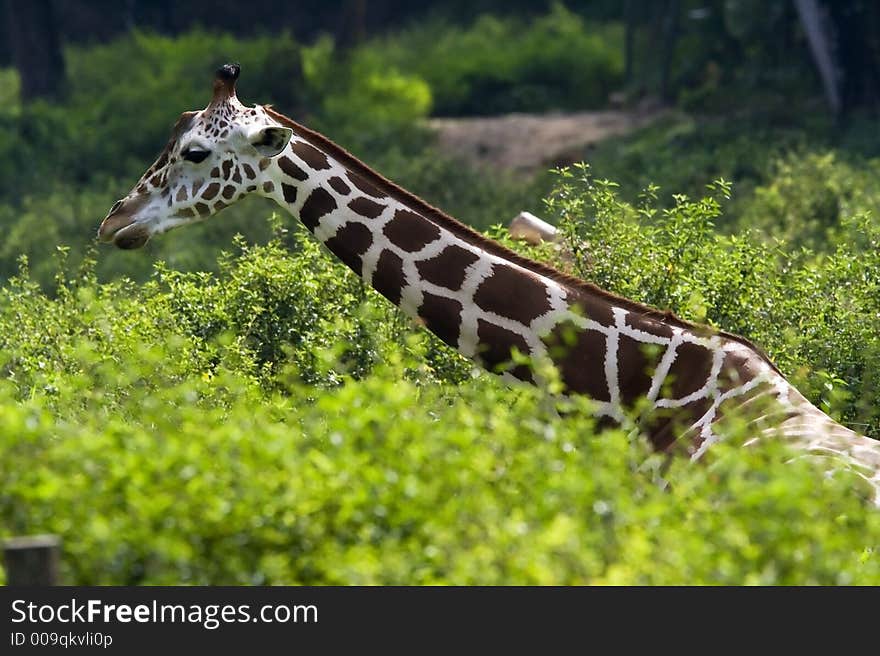 A giraffe sitting on the ground in the zoo.