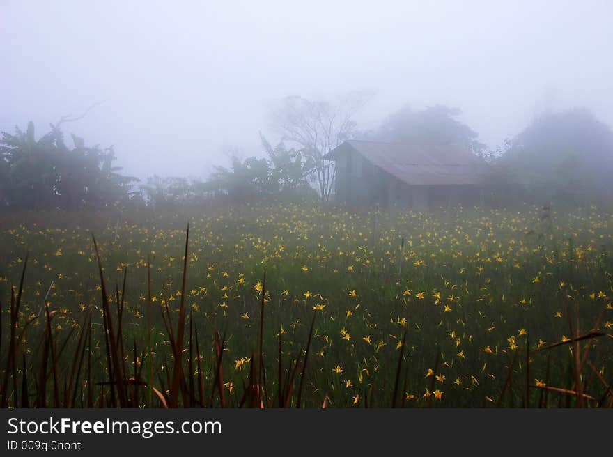 Scenic foggy countryside garden with yellow flowers.