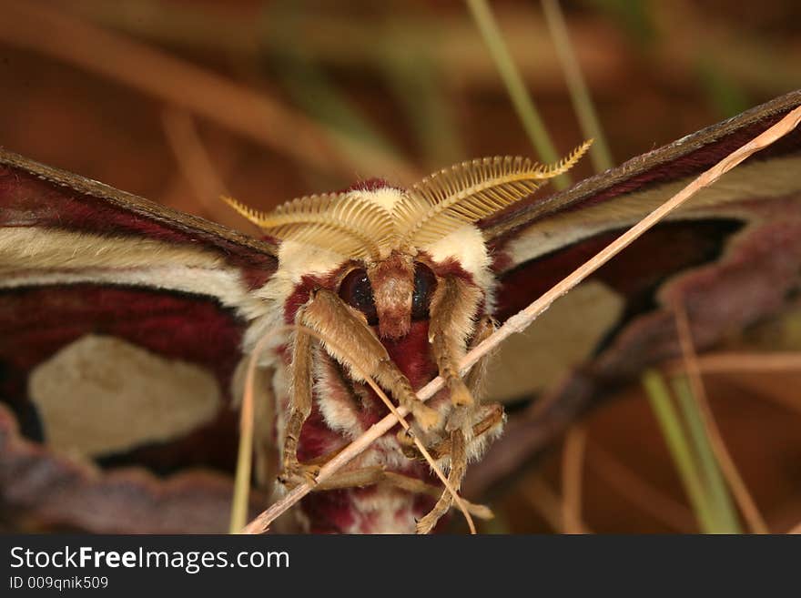 Atlas moth portrait