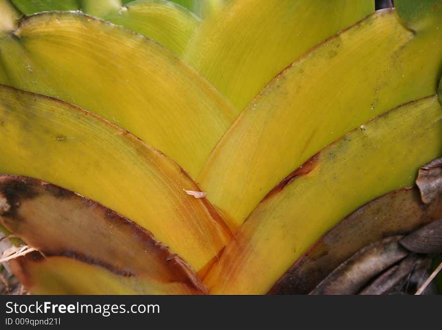 Roraima Plants Closeup