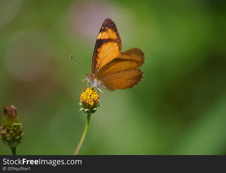 Orange Butterfly on a flower