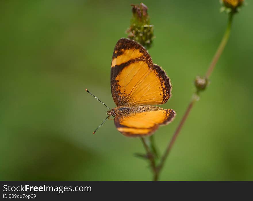 Orange Butterfly on a flower