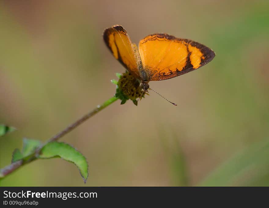 Orange Butterfly on a flower