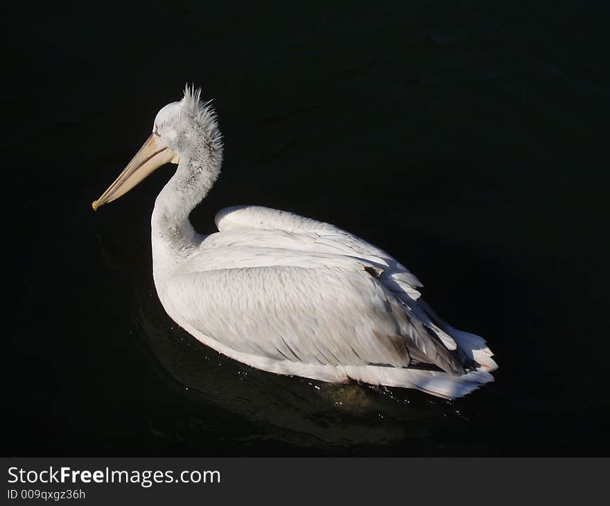 Pelican