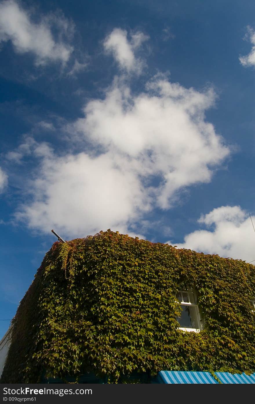 Plant covered building and blue sky