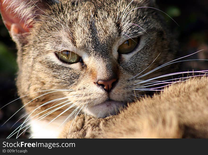 A angry cat is watching you. A angry cat is watching you