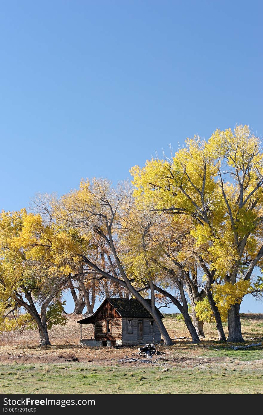 Fall colors sheltering a small old shack in rural wyoming with a clear blue sky for copyspace. Fall colors sheltering a small old shack in rural wyoming with a clear blue sky for copyspace