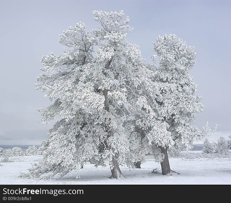 Winter Trees